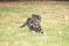 Roco - ADOPTED 12.13.09