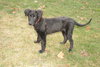 Roco - ADOPTED 12.13.09