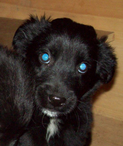 Mynx - ADOPTED 11.22.09