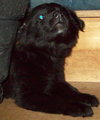 Mynx - ADOPTED 11.22.09