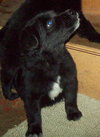 Mynx - ADOPTED 11.22.09
