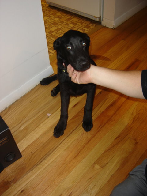 Bo - ADOPTED 11.21.09