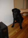 Bo - ADOPTED 11.21.09