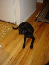 Bo - ADOPTED 11.21.09