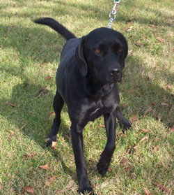 Duke - ADOPTED 11.19.09