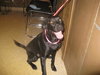 Duke - ADOPTED 11.19.09