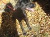 Duke - ADOPTED 11.19.09
