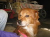 Snazzy - ADOPTED 12.07.09