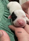 Pu Litter Echo - ADOPTED 11.03.23