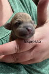 Pu Litter Espresso - ADOPTED 10.10.23