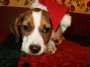 Rickie - ADOPTED 12.27.09