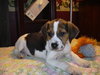 Rickie - ADOPTED 12.27.09