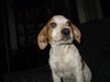 Hope-ADOPTED