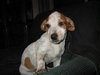 Hope-ADOPTED