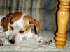 Hope-ADOPTED