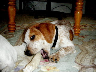 Hope-ADOPTED