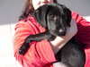 Phoenix - ADOPTED 11.25.09