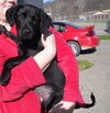 Phoenix - ADOPTED 11.25.09