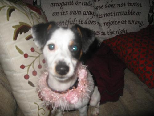 Noelle - ADOPTED 12.05.09