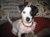 Noelle - ADOPTED 12.05.09