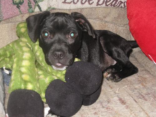 Tie-ADOPTED