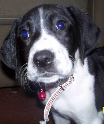 Donna - ADOPTED 12.05.09