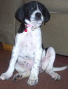Donna - ADOPTED 12.05.09
