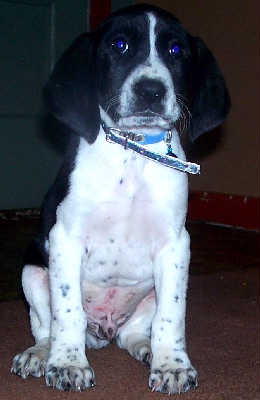 Piny - ADOPTED 12.28.09