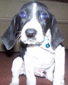 Piny - ADOPTED 12.28.09
