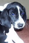 Piny - ADOPTED 12.28.09