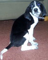 Piny - ADOPTED 12.28.09