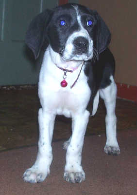 Tera - ADOPTED 12.01.09
