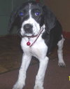 Tera - ADOPTED 12.01.09
