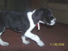 Tera - ADOPTED 12.01.09