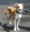 Prince-ADOPTED 10.05.12