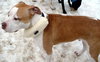 Prince-ADOPTED 10.05.12