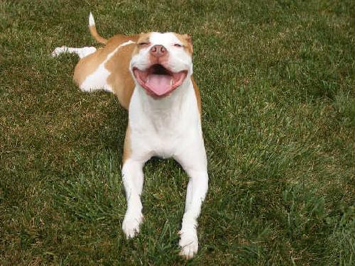 Prince-ADOPTED 10.05.12