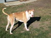 Prince-ADOPTED 10.05.12