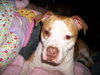 Prince-ADOPTED 10.05.12