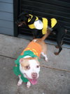 Prince-ADOPTED 10.05.12