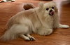 Charley - ADOPTED 01.31.24