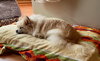 Charley - ADOPTED 01.31.24