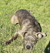 Ashe - ADOPTED 01.31.24