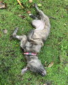 Ashe - ADOPTED 01.31.24