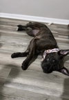 Ashe - ADOPTED 01.31.24