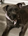 Ashe - ADOPTED 01.31.24