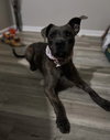 Ashe - ADOPTED 01.31.24