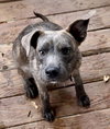Ashe - ADOPTED 01.31.24