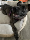 Ashe - ADOPTED 01.31.24