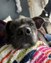 Ashe - ADOPTED 01.31.24